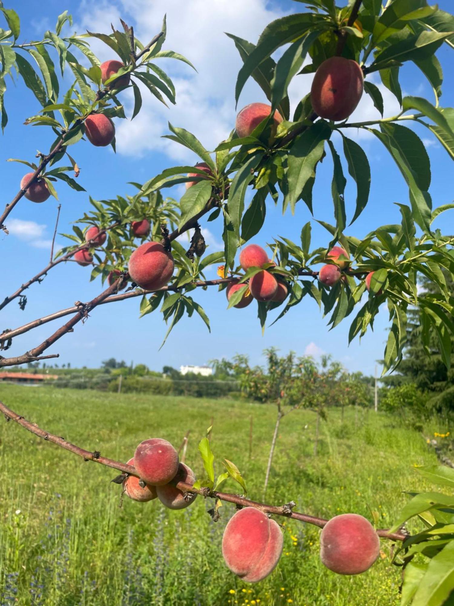 Agriturismo Villa Gaia Lonato Kültér fotó